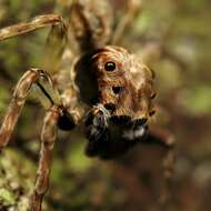 Image of Mintonia silvicola Wanless 1987