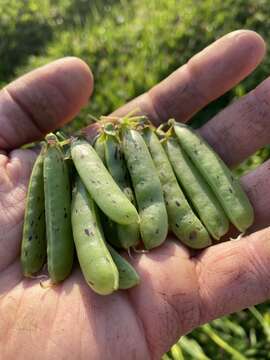 Image of tawny pea