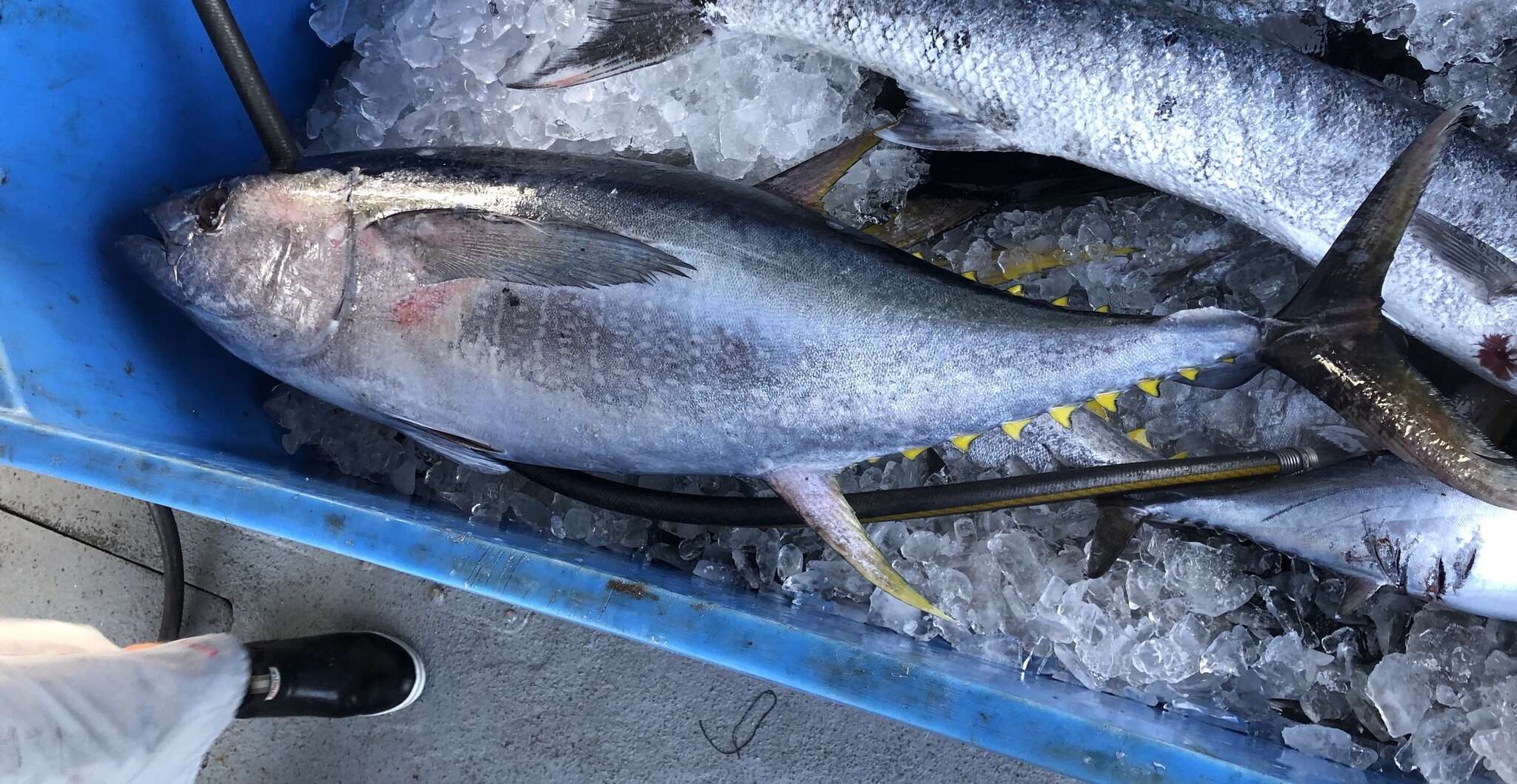 Image of Allison's Tuna