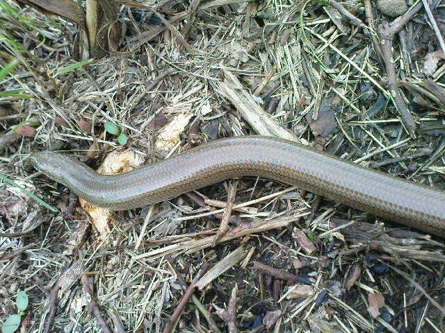 Image of Slow Worm