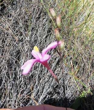 Image of Ixia latifolia D. Delaroche