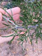 Image of Isopogon formosus R. Br.