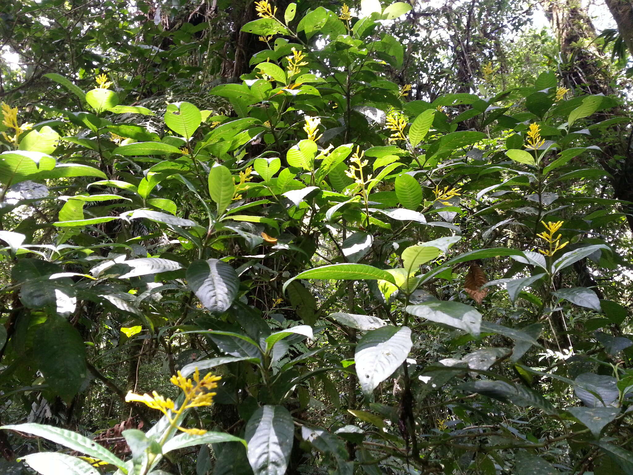 Image of Palicourea lasiorrhachis Oerst.