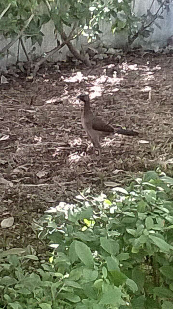 Image of Plain Chachalaca