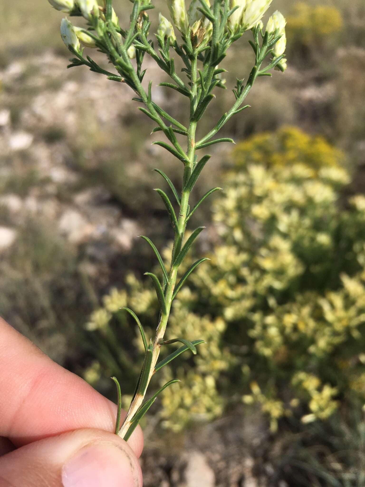 Image of Bailey's rabbitbrush