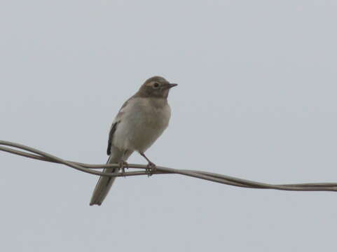 Image of Masked Wagtail