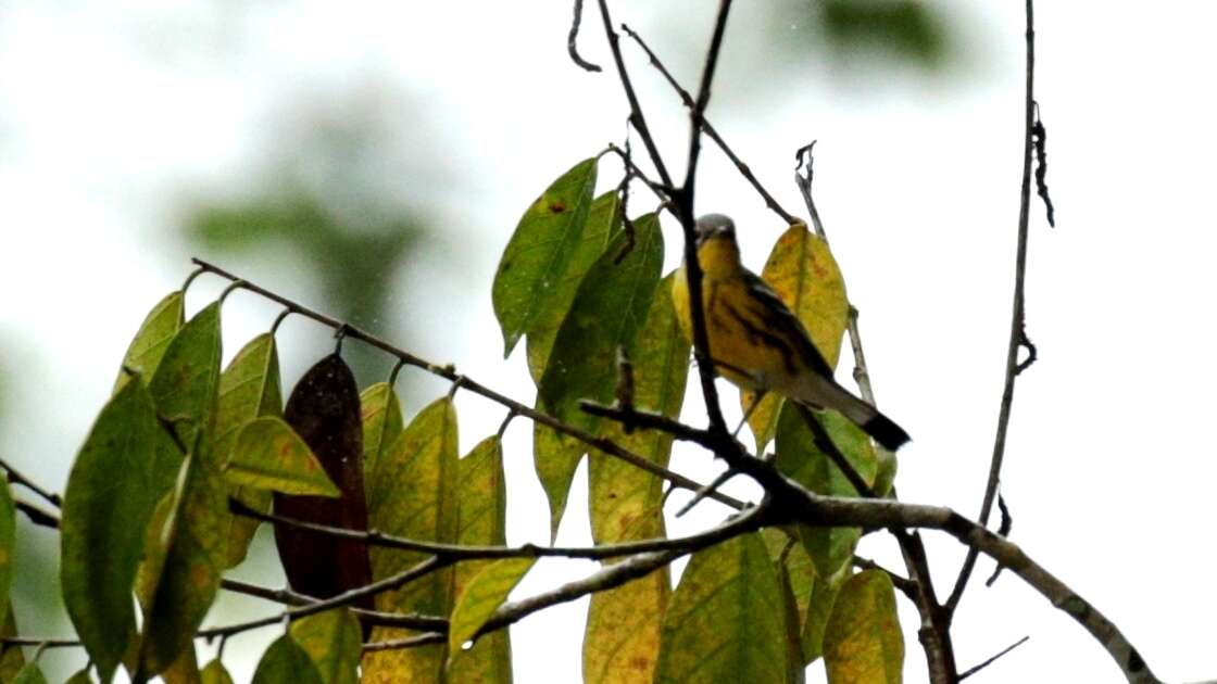 Image of Magnolia Warbler