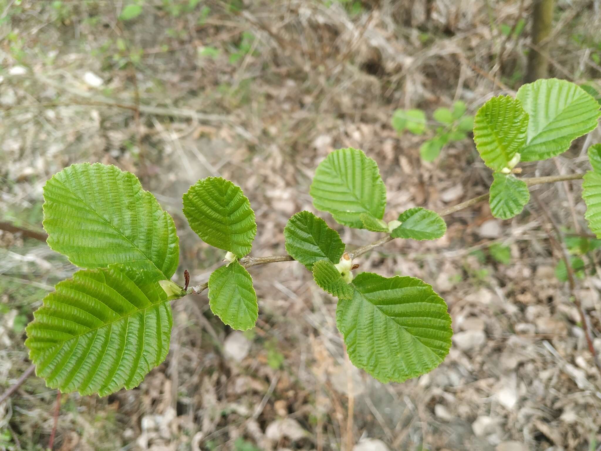 Image of Alnus glutinosa subsp. barbata (C. A. Mey.) Yalt.