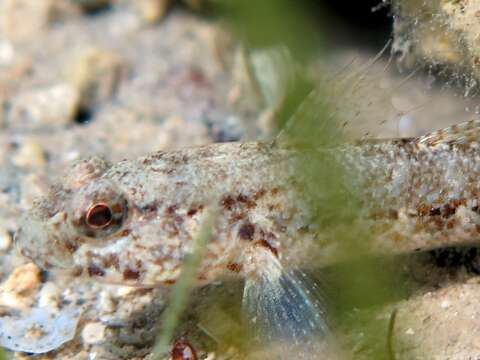 Image of Couch's Goby