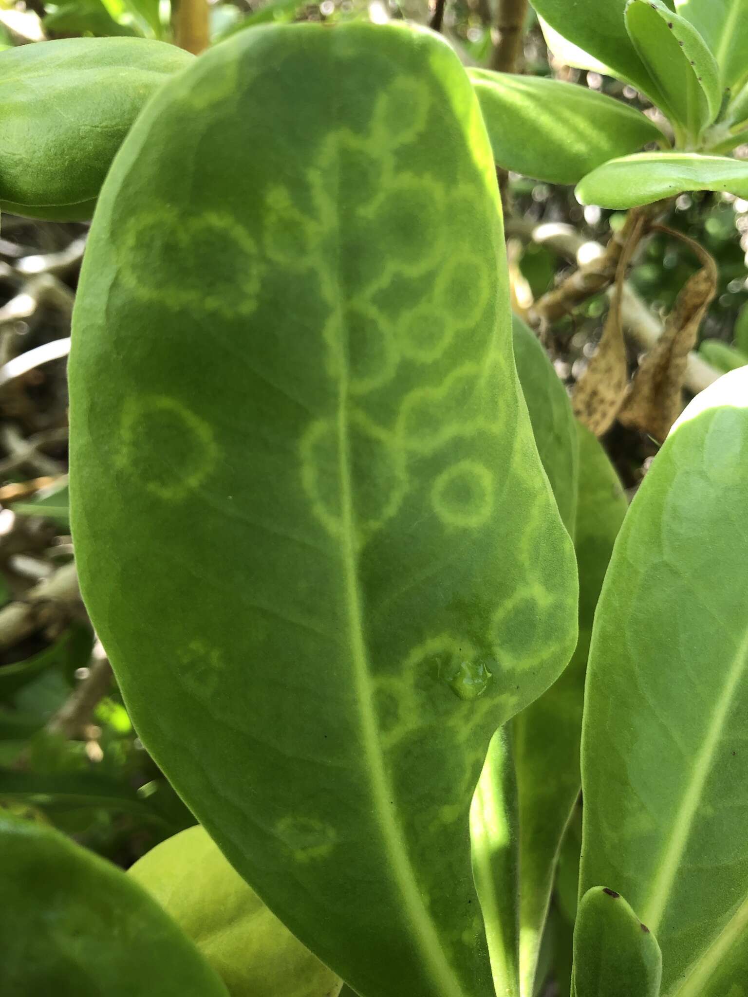 Image of Cucumber mosaic virus