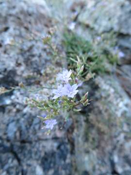 Imagem de Limonium sommierianum (Fiori) Arrigoni