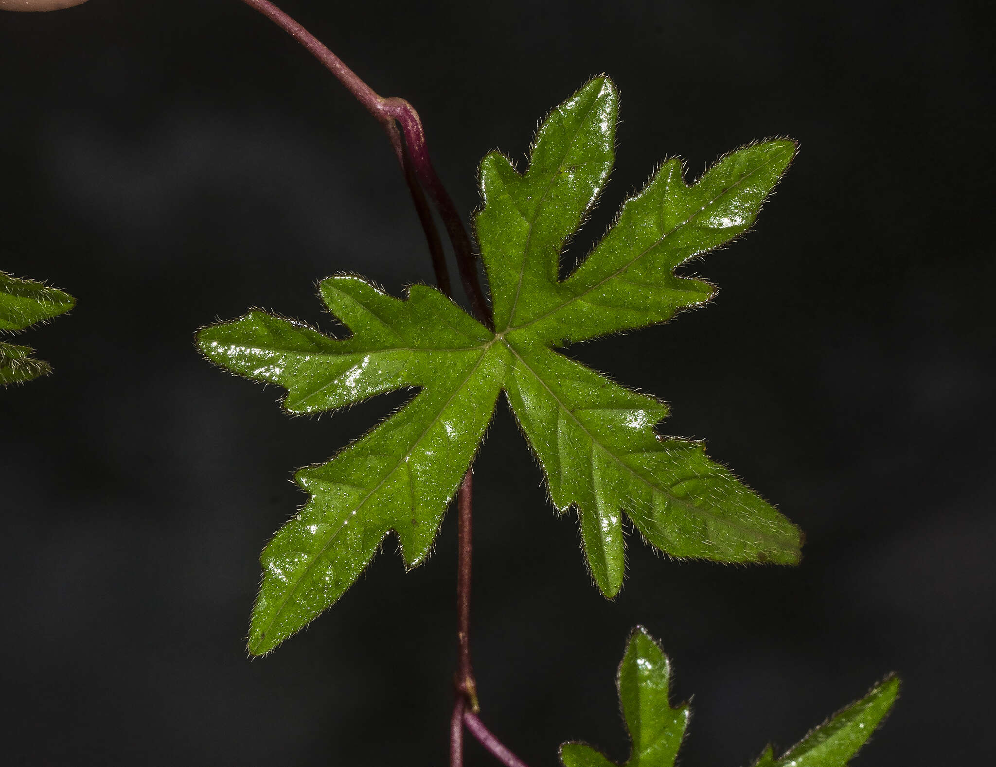 Image of Distimake rhyncorhizus (Dalzell) A. R. Simões & Staples