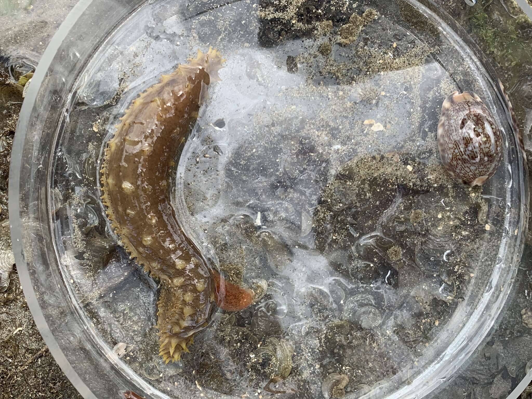 Image of Sand sifting sea cucumber