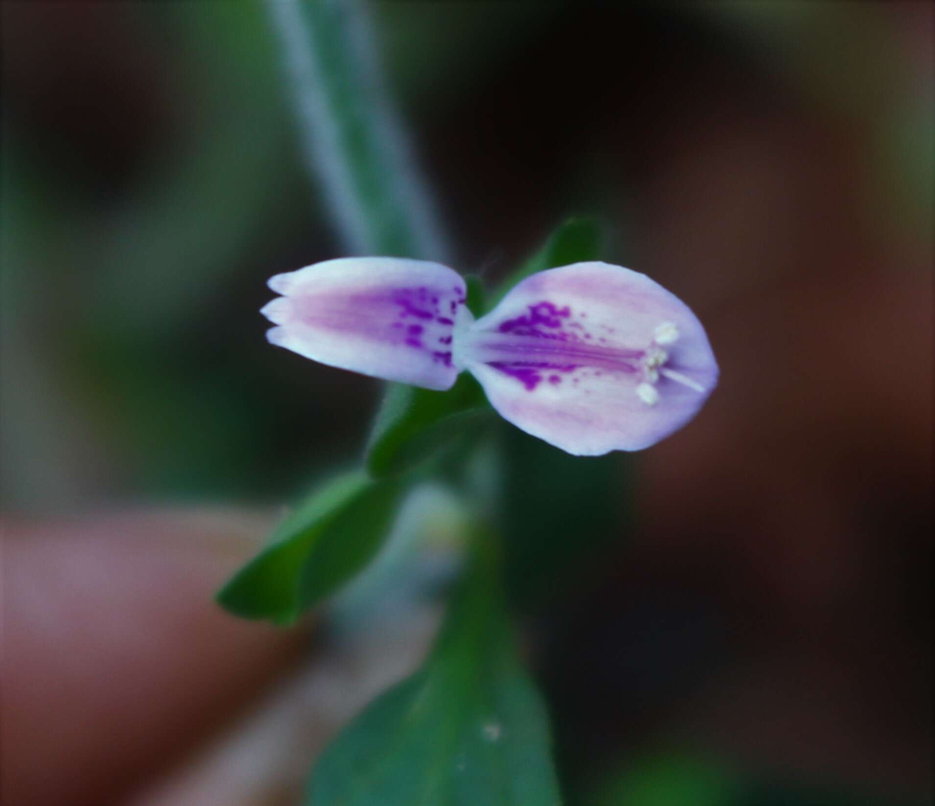 Imagem de Dicliptera foetida (Forssk.) Blatter