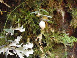 Image de Luzuriaga parviflora (Hook. fil.) Kunth