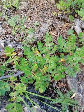 Image of Bursera glabrifolia (Kunth) Engl.