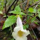 Image of Achimenes glabrata (Zucc.) Fritsch