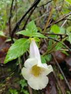 Image of Achimenes glabrata (Zucc.) Fritsch