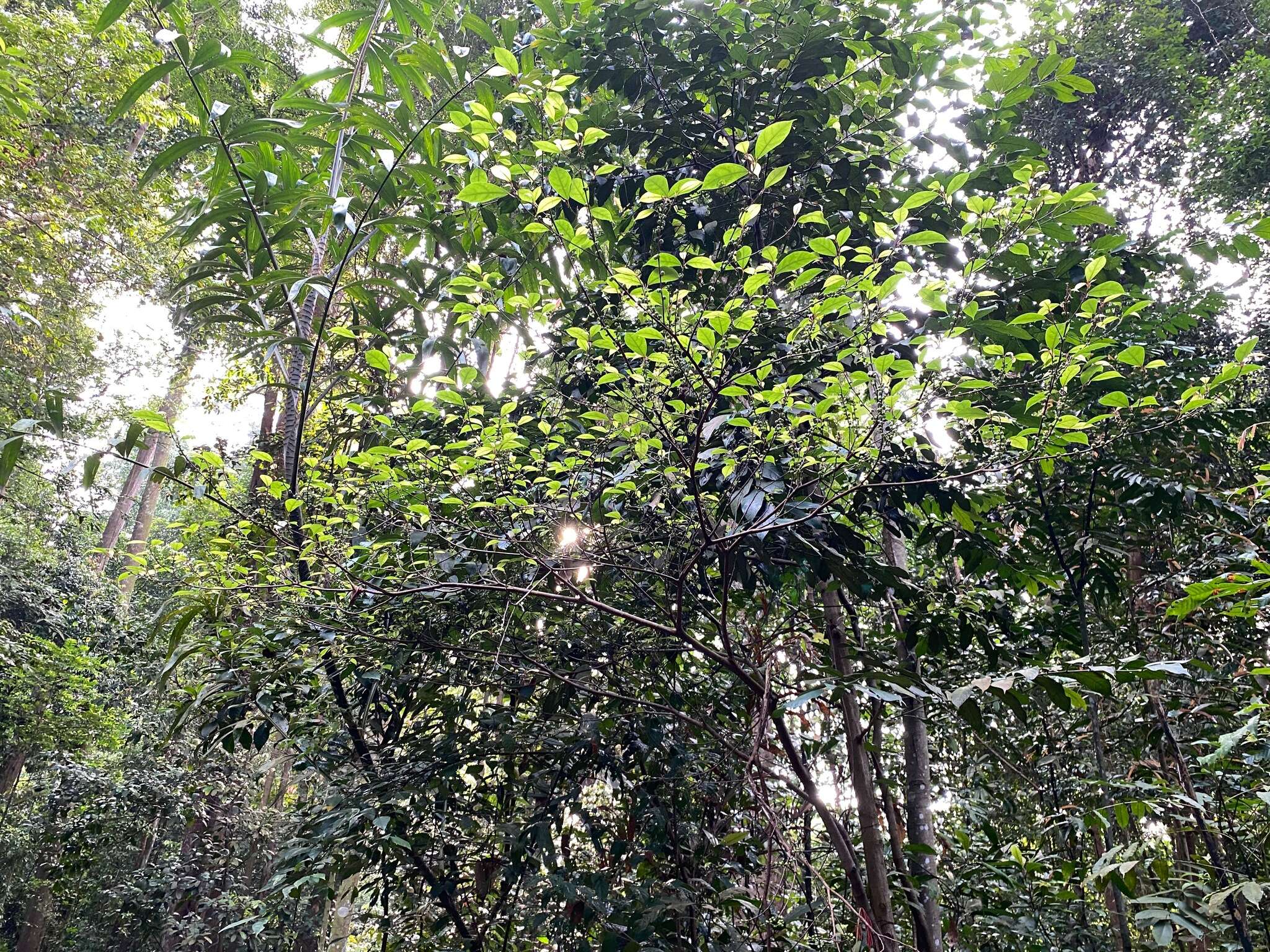 Image de Ficus heteropleura Bl.