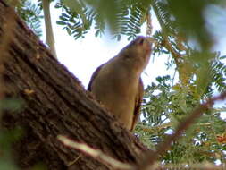 Image of Indicator minor damarensis (Roberts 1928)