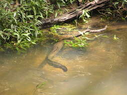 Image of Speckled longfin eel