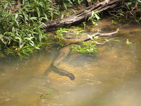 Image of Speckled longfin eel