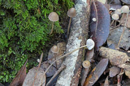 Image of Mycena erubescens Höhn. 1913