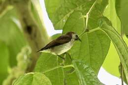 Image of Mottled Flowerpecker