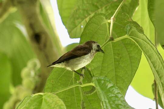 Image of Mottled Flowerpecker