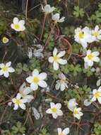 Imagem de Ranunculus ololeucos Lloyd