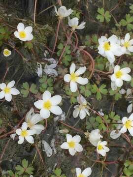 Ranunculus ololeucos Lloyd resmi