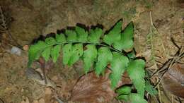 Image of Lindsaea heterophylla Dryand.