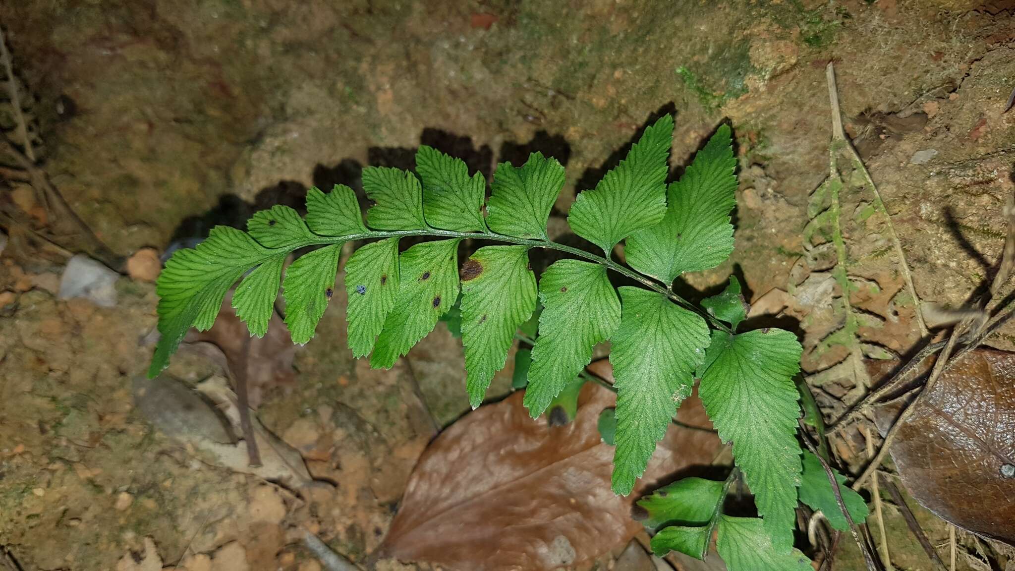 Imagem de Lindsaea heterophylla Dryand.