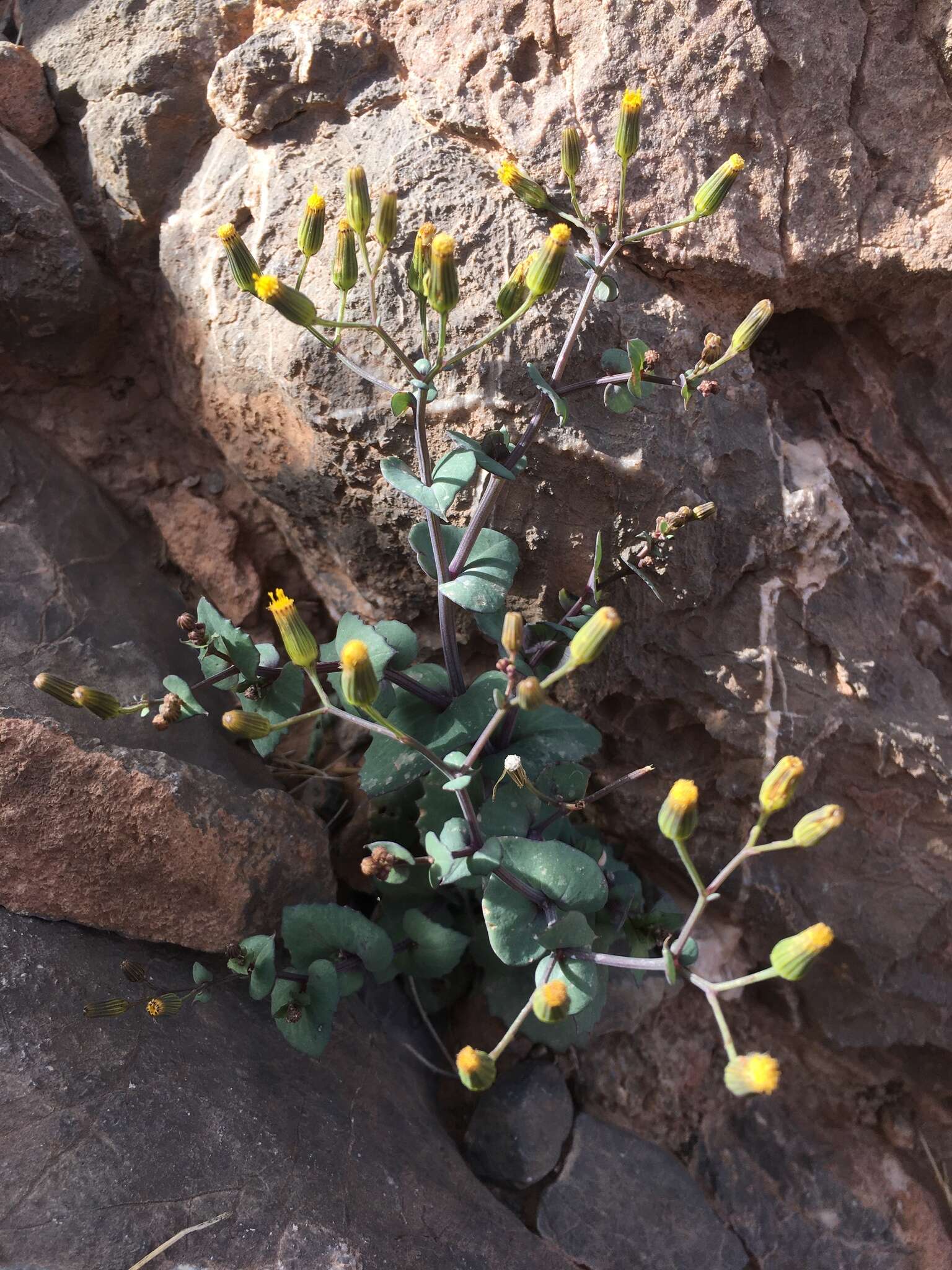 Image of Senecio flavus (Decne) Sch. Bip.