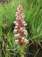 Image of Satyrium cristatum var. cristatum