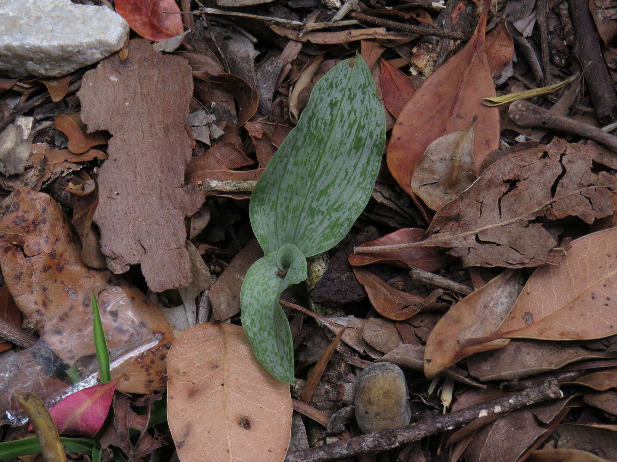 Image de Habenaria arenaria Lindl.