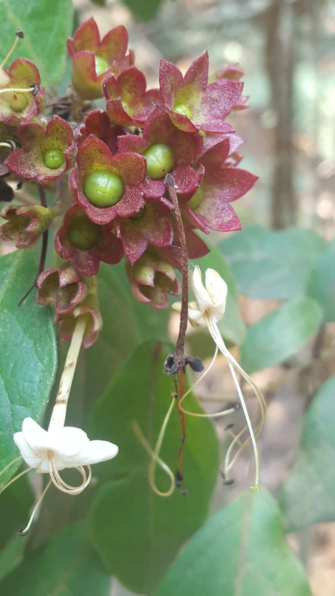 Image of Clerodendrum tomentosum (Vent.) R. Br.