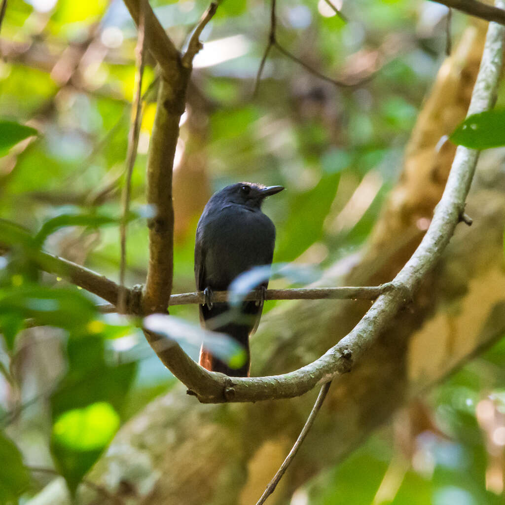 Image of Bluish-slate Antshrike