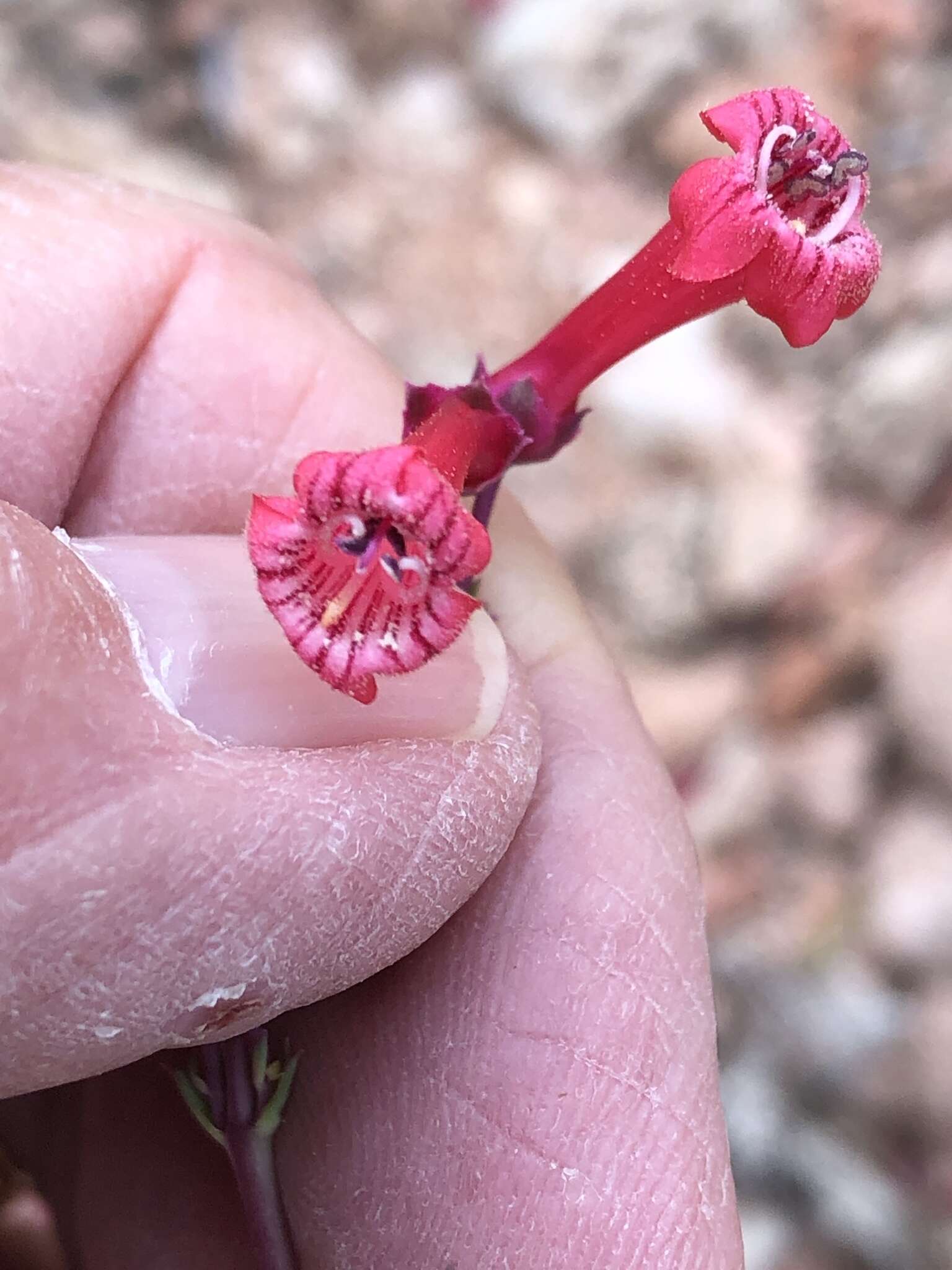 Image of Utah penstemon