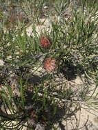 Imagem de Banksia shuttleworthiana (Meissn.) A. R. Mast & K. R. Thiele