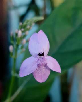 Pseuderanthemum curtatum (C. B. Cl.) Merrill resmi