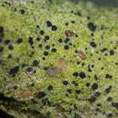 Image of psilolechia lichen