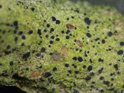 Image of psilolechia lichen