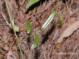 Image of Smilax elongatoumbellata Hayata