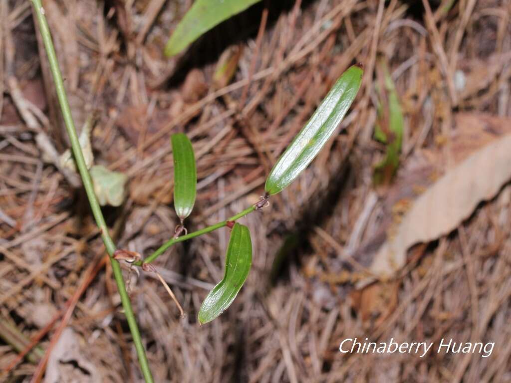 Image of Smilax elongatoumbellata Hayata