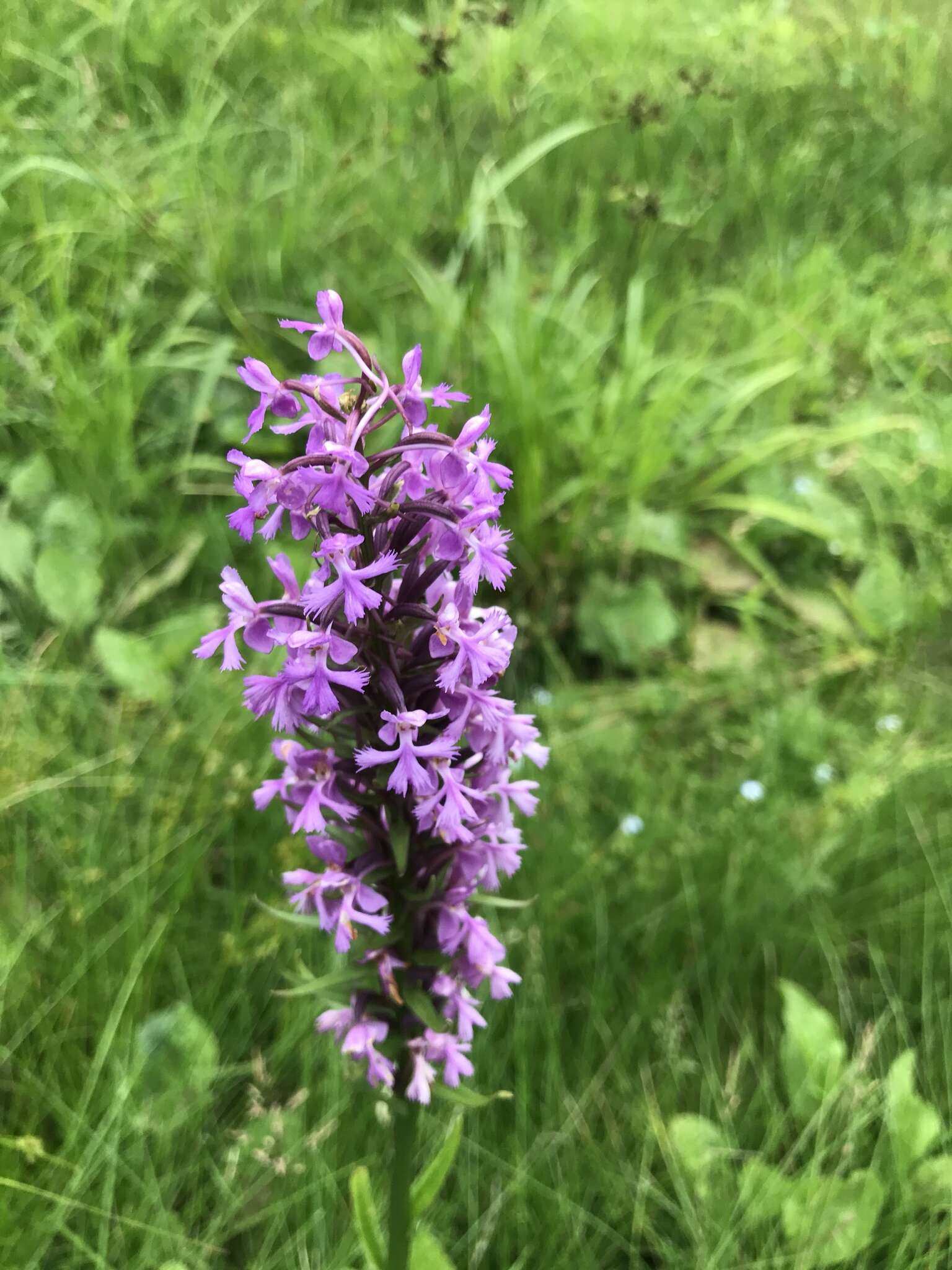 Image of Lesser purple fringed orchid