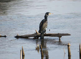 Image of Phalacrocorax carbo hanedae Kuroda & Nagamichi 1925