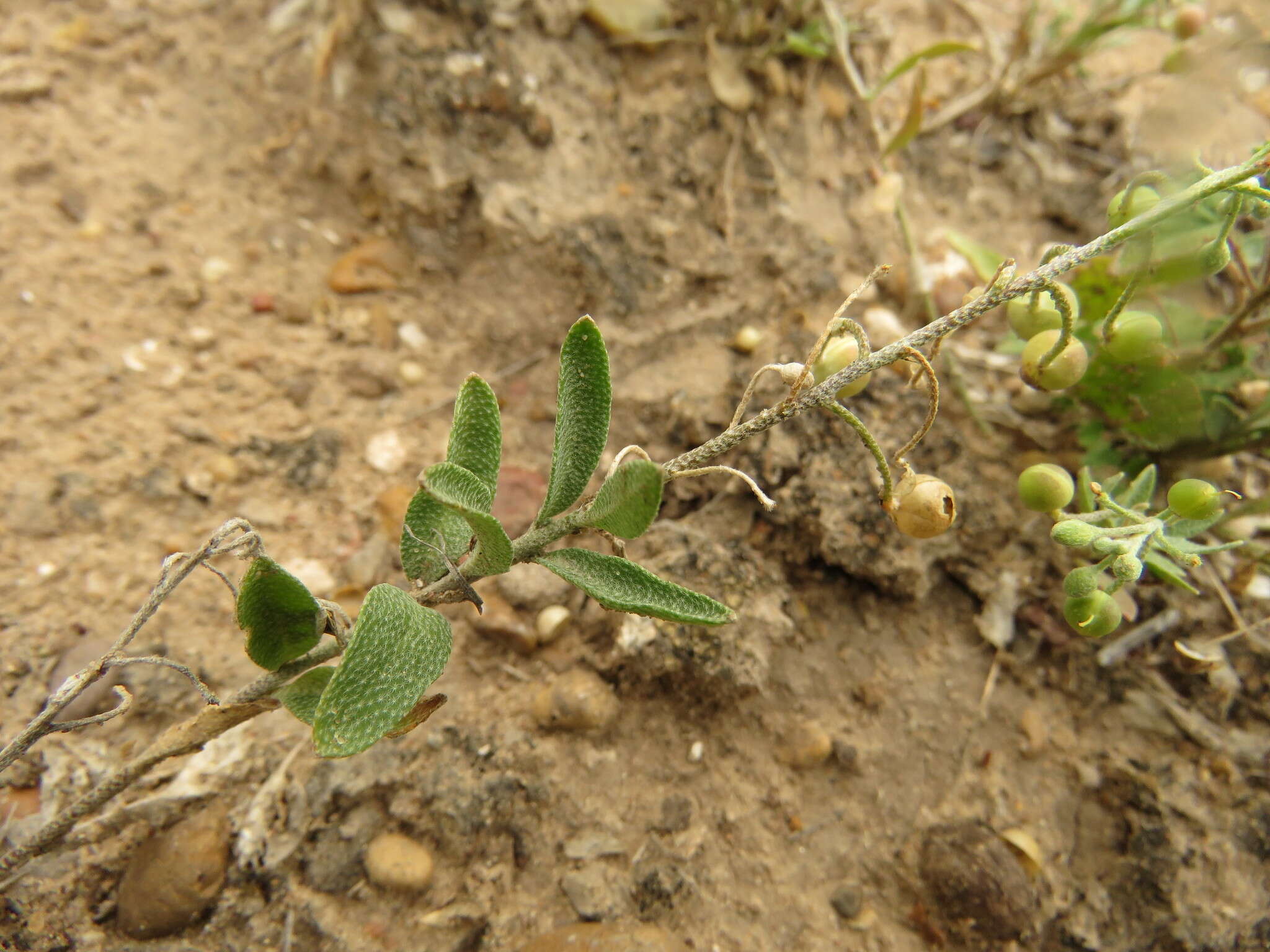 Image of silver bladderpod