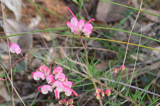 Image of Grevillea rosmarinifolia A. Cunn.