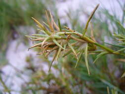 Image of Jouvea pilosa (J. Presl) Scribn.